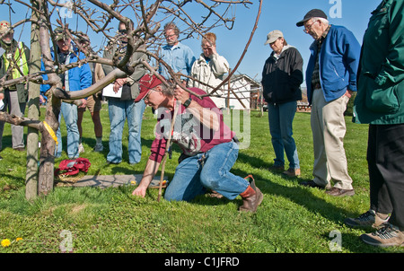 Wühlmaus und Maulwurf Trapping Demonstration am Fuße der junge Obstbaum im zeitigen Frühjahr. Stockfoto