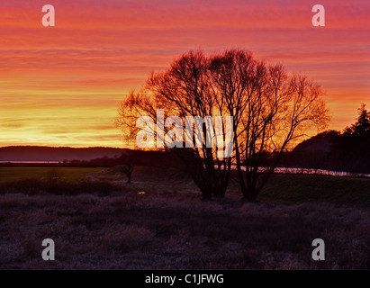 Dieses dramatische Landschaftsbild ist ein Baum im Winter mit den Boden berührte mit Frost, und Berge und Meer im Hintergrund. Stockfoto