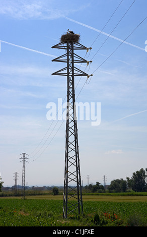 Nest von einem Storch auf einem elektrischen Turm. LLeida, Spanien. Stockfoto