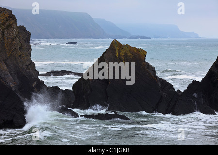 Der wilde, felsige Küste am Hartland Quay, Devon, England Stockfoto