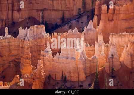 Bryce Canyon National Park Sandstone Hoodoos Bryce Canyon National Park, lichtdurchlässige Flossen und Douglasien im Bryce Canyon Amphitheater Utah USA Stockfoto