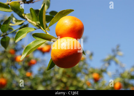 Ein paar Reifen Mandarinen auf einem Baum gegen blauen Himmel Stockfoto