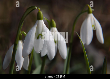 Schneeglöckchen in der Nähe erschossen. Stockfoto