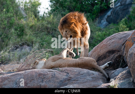 Afrikanische Safari in der Serengeti, Tansania Stockfoto