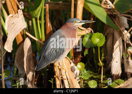 Grün-Heron (Butorides Virescens) Stockfoto