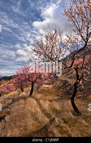 Blühende Mandelbäume, in den Bergen der Sierra Aitana, Costa Blanca, Alicante, Valencia, Spanien Stockfoto