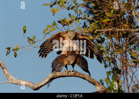 Paarung rot-geschultert Hawks (Buteo Lineatus) Stockfoto