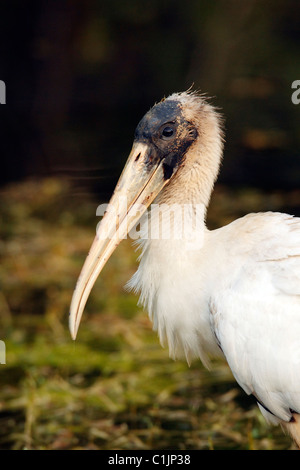 Holz-Storch (Mycteria Americana) Porträt Stockfoto