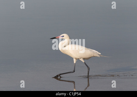 Rötliche Silberreiher (Egretta saniert) White Morph Stockfoto