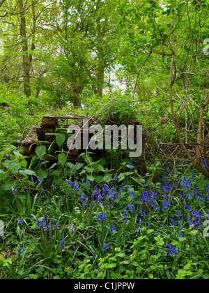 Glockenblumen wachsen in einem Wäldchen mit ausrangierte Paletten hinter. Stockfoto