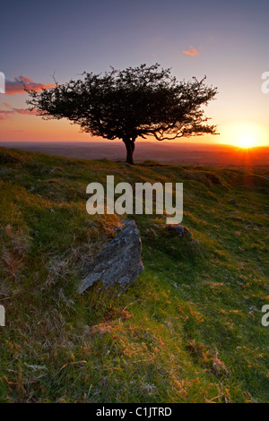 Stimmungsvollen Sonnenuntergang über Peek Hill Baum auf Dartmoor Devon UK Stockfoto