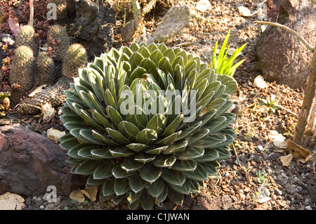 Königin Victorias Agaven (Agave Victoriae-Reginae) im UNAM´s Botanical garden Stockfoto