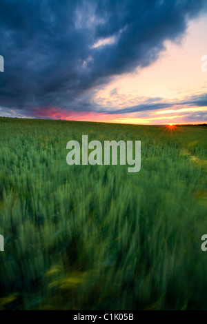 Korn-Feld in Bewegung, Deutschland. Stockfoto