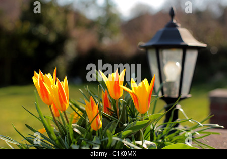 Schöne gelbe und rote Tulpen in einem sonnigen englischen Country-Garten im Frühling mit Gartenleuchte oder Licht im Hintergrund Stockfoto