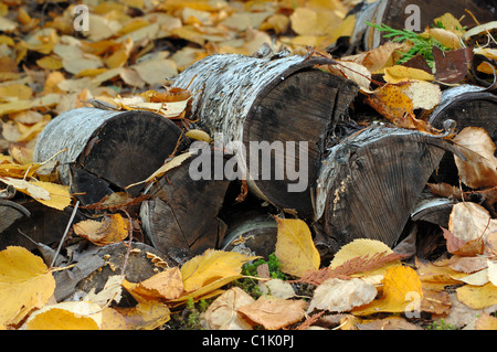Brennholz häuften sich in Blätter fallen Stockfoto