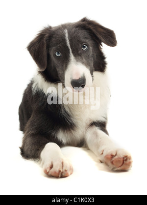 8 Monate alten Border Collie Stockfoto