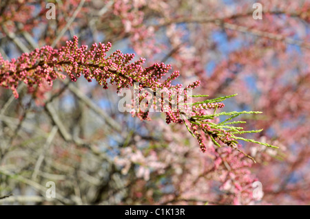 Tamariske Zweig mit Blüten und Blättern Stockfoto