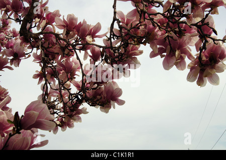 Lila und weißen Tulpenbaum Blüten vor einem blauen bewölkten Himmel im nordöstlichen Arkansas Stockfoto