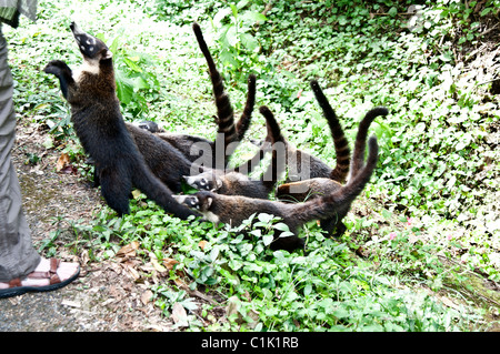 Nasenbären, Pizote, brasilianische Erdferkel Stockfoto