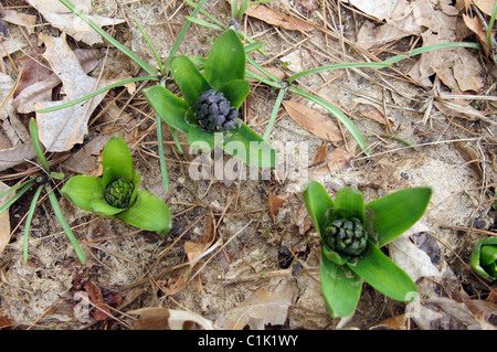 Foto von drei Hyazinthen sprießen aus dem Boden in Arkansas.  Diese lila Blüten sind umgeben von Eichenlaub. Stockfoto