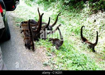 Caotis, Pizote, brasilianische Erdferkel Stockfoto