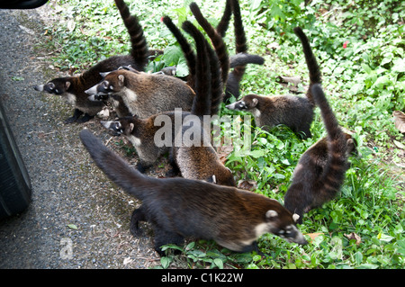 Nasenbären, Pizote, brasilianische Erdferkel Stockfoto