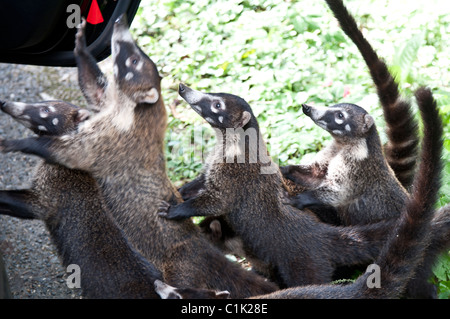 Nasenbär, Pizote, brasilianische Erdferkel Stockfoto