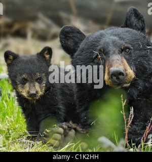 Mutter Bär und Baby Bär Stockfoto