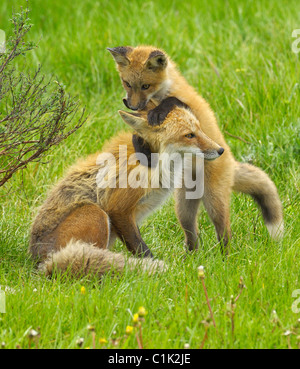 Baby-Rotfuchs greift spielerisch Mutter Fuchs Stockfoto