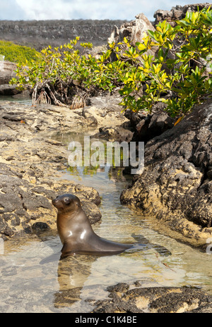 Galapagos-Seelöwen auf Genovesa Island, Galapagos, in Mangroven Stockfoto