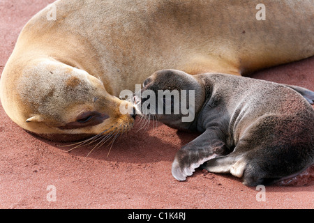 Galapagos Seelöwen (Mutter und Baby) Interaktion auf Insel Rabida, Galapagos Stockfoto