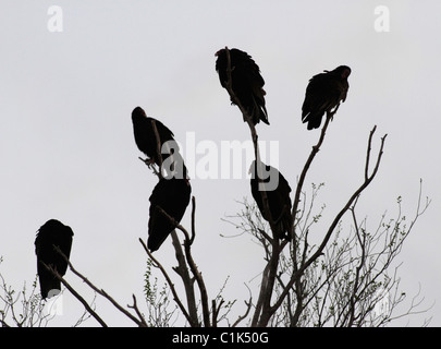 Türkei-Geier (Cathartes Aura) in West-Texas, in der nördlichen Spitze von der Chihuahua-Wüste. Stockfoto