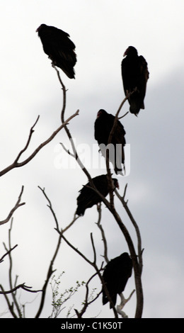 Türkei-Geier (Cathartes Aura) in West-Texas, in der nördlichen Spitze von der Chihuahua-Wüste. Stockfoto