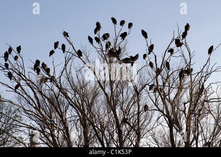 Türkei-Geier (Cathartes Aura) in West-Texas, in der nördlichen Spitze von der Chihuahua-Wüste. Stockfoto