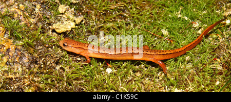 Südlichen zwei gesäumten Salamander (Eurycea Cirrigera) Stockfoto