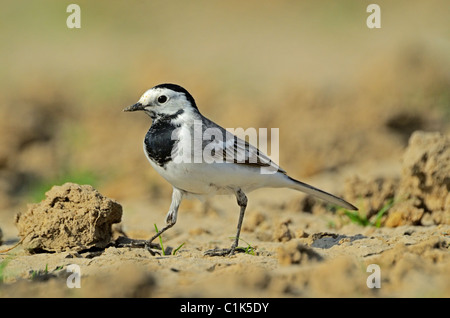 Bachstelze, Motacilla Alba, Nahrungssuche auf dem Boden Stockfoto