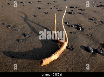 Treibholz-Strand-Steinen Stockfoto