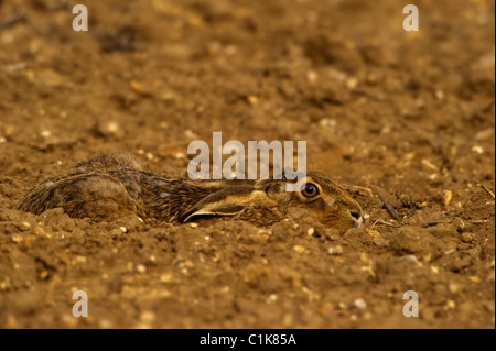 Brauner Hase (Lepus Europaeus) in einem Versteck auf Ackerfläche festgelegt. Stockfoto