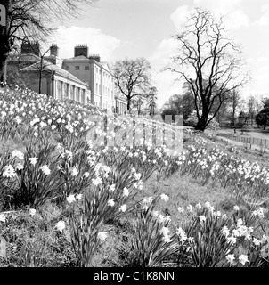 1950er Jahre, Frühling und Narzissen blühen in den Gärten des Kenwood House by Hampstead Heath, London, der ehemaligen Residenz der Earls of Mansfield. Stockfoto