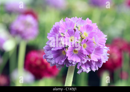 Primula Verbreitungsgebiet, Drumstick Primel oder Himalayan Primel, ist eine Art von Primel (hauptsächlich) Afghanistan und Chinesisch Alpenregionen heimisch. Heute wird er häufig in Hausgärten angebaut Stockfoto