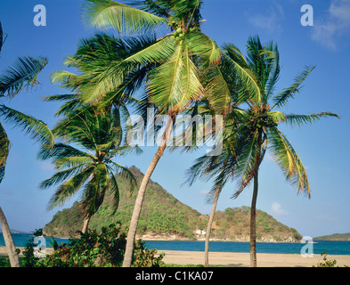 Insel Grenada, Carriacou, Palmes vor Petit Martinique Insel Stockfoto