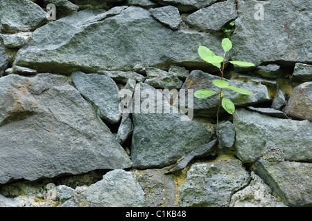Sappling wachsen in Steinmauer, Klein-Auheim, Hanau, Main-Kinzig, Hessen, Deutschland Stockfoto