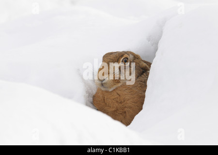 Europäische braune Hare, Deutschland Stockfoto