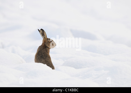 Europäische braune Hare, Deutschland Stockfoto