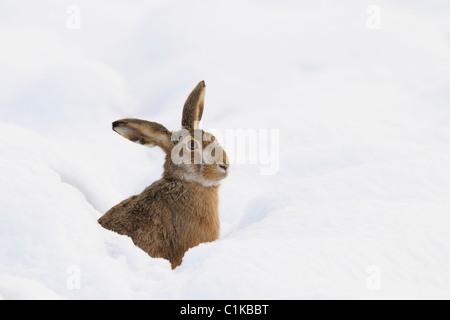 Europäische braune Hare, Deutschland Stockfoto