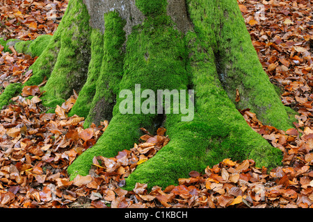 Moos bedeckt Buche Baumstamm, Spessart, Bayern, Deutschland Stockfoto