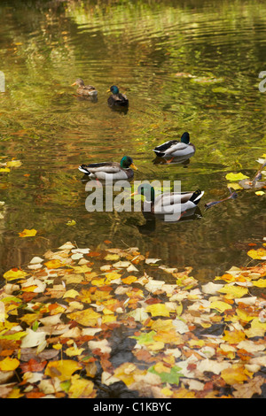 Stockenten auf See im Herbst, Stourhead, Wiltshire, England Stockfoto