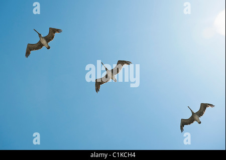 Braune Pelikane fliegen, Kalifornien, USA Stockfoto