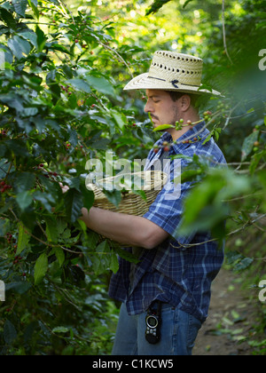 Plantagenbesitzer Kommissionierung Kaffee Beeren, Finca Vista Hermosa Kaffeeplantage, Agua Dulce, Huehuetenango Abteilung, Guatemala Stockfoto