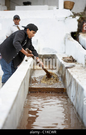 Waschen und Trocknen von Kaffeebohnen, Finca Vista Hermosa Kaffeeplantage, Agua Dulce, Huehuetenango Abteilung, Guatemala Stockfoto